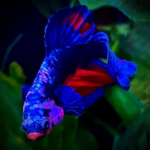 Betta fish feeding globe for frozen foods - Picture 5 of 12